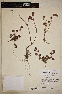 Chorizanthe pungens image