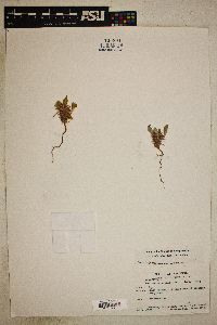 Chorizanthe rigida image