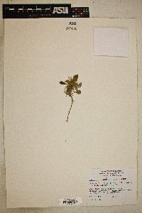 Chorizanthe rigida image