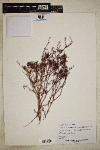 Chorizanthe staticoides image
