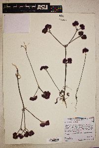 Chorizanthe staticoides image