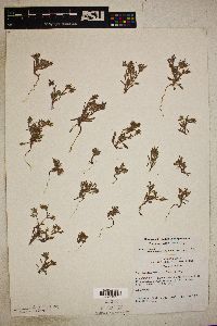 Chorizanthe watsonii image