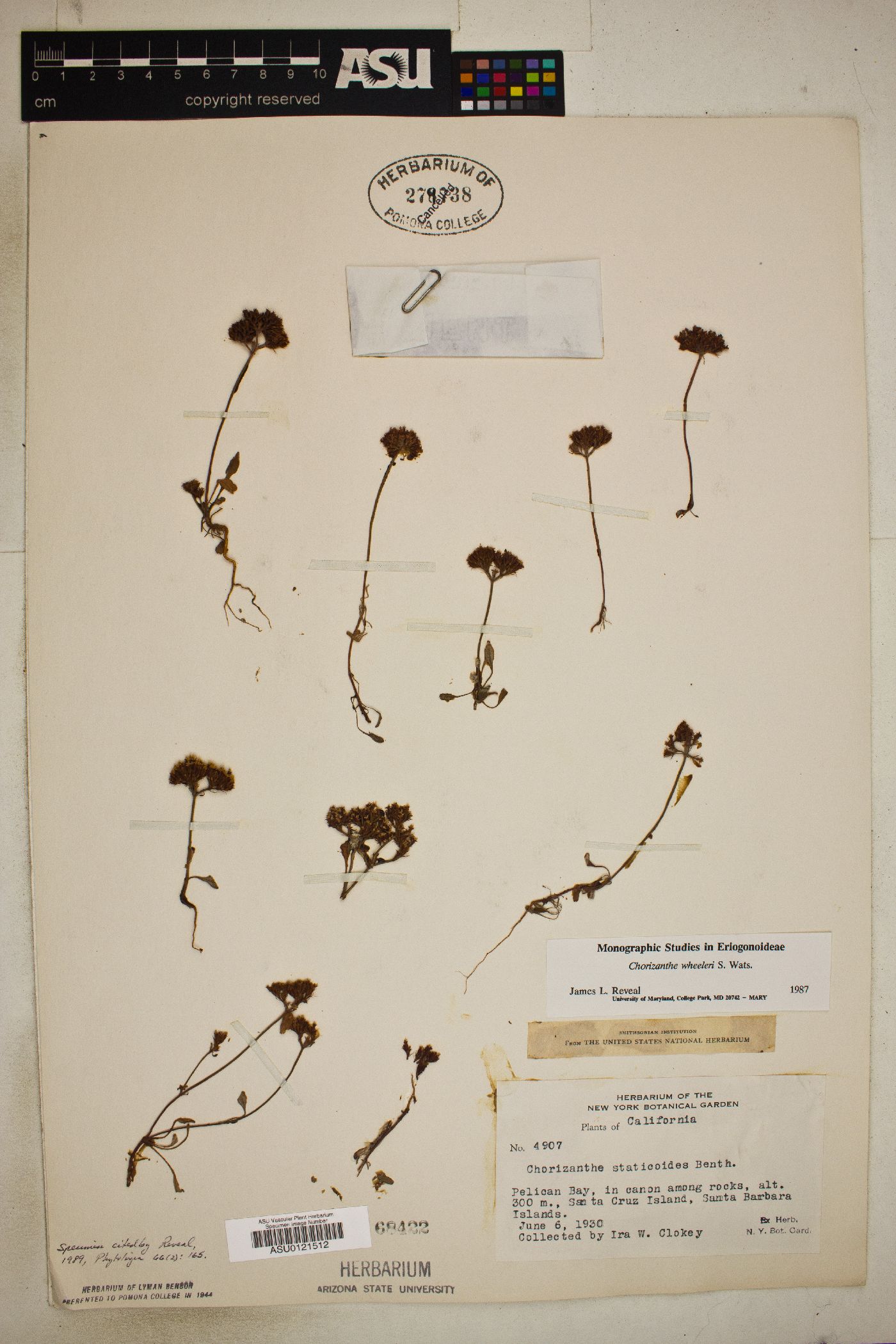 Chorizanthe wheeleri image