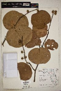 Coccoloba uvifera image