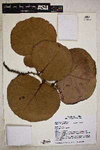 Coccoloba uvifera image