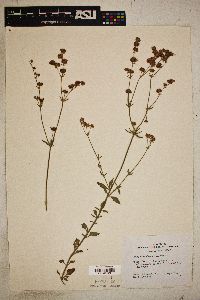 Eriogonum abertianum image