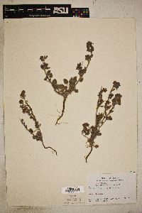 Eriogonum abertianum image