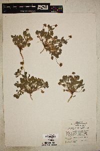 Eriogonum abertianum image