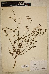 Eriogonum abertianum image