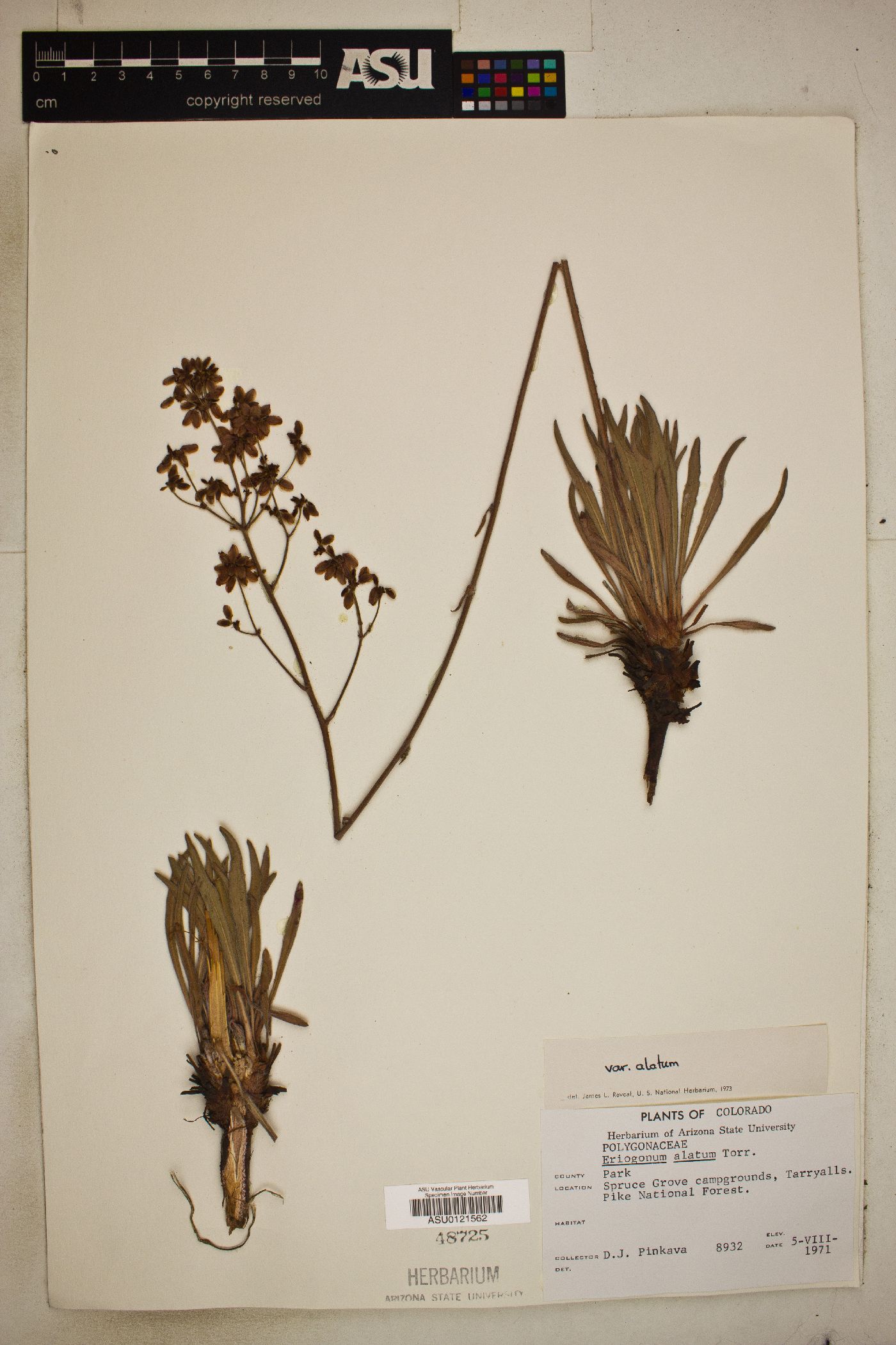 Eriogonum alatum var. alatum image