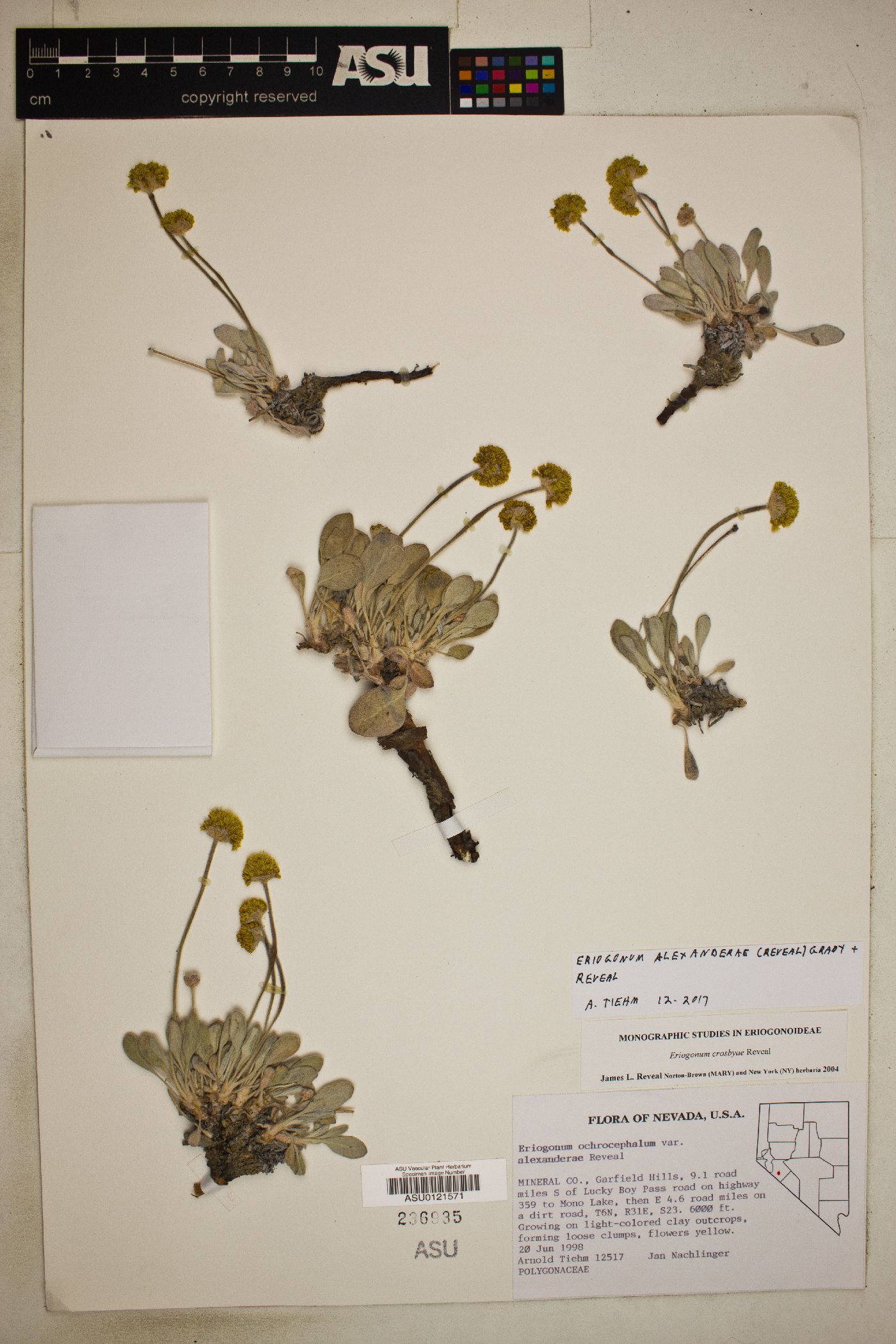 Eriogonum alexanderae image