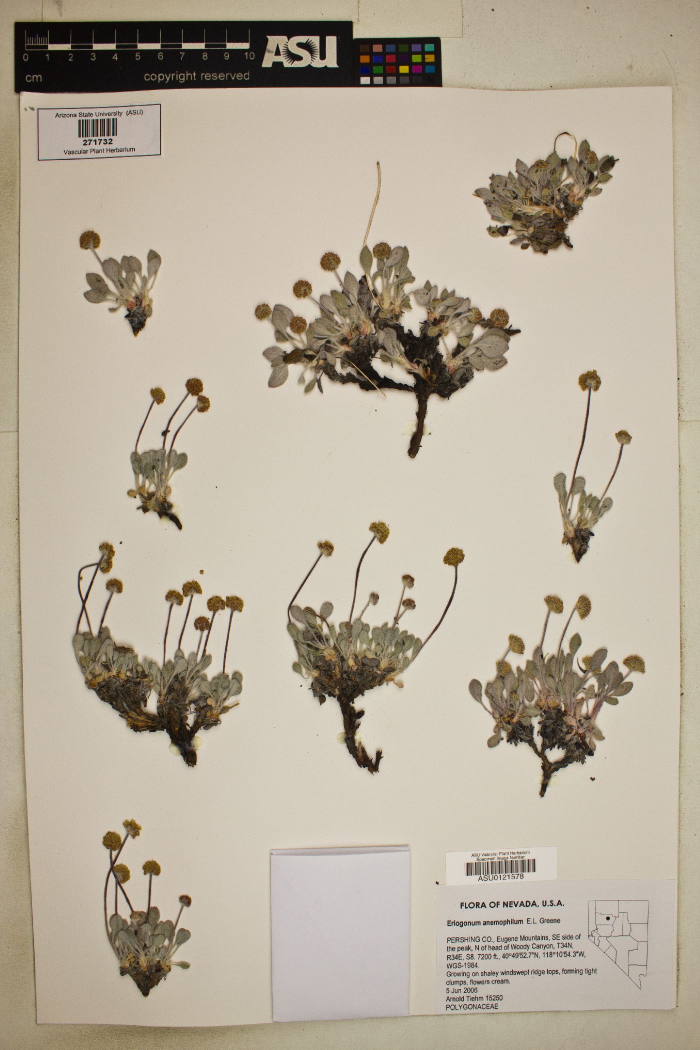 Eriogonum anemophilum image