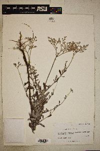 Eriogonum annuum image