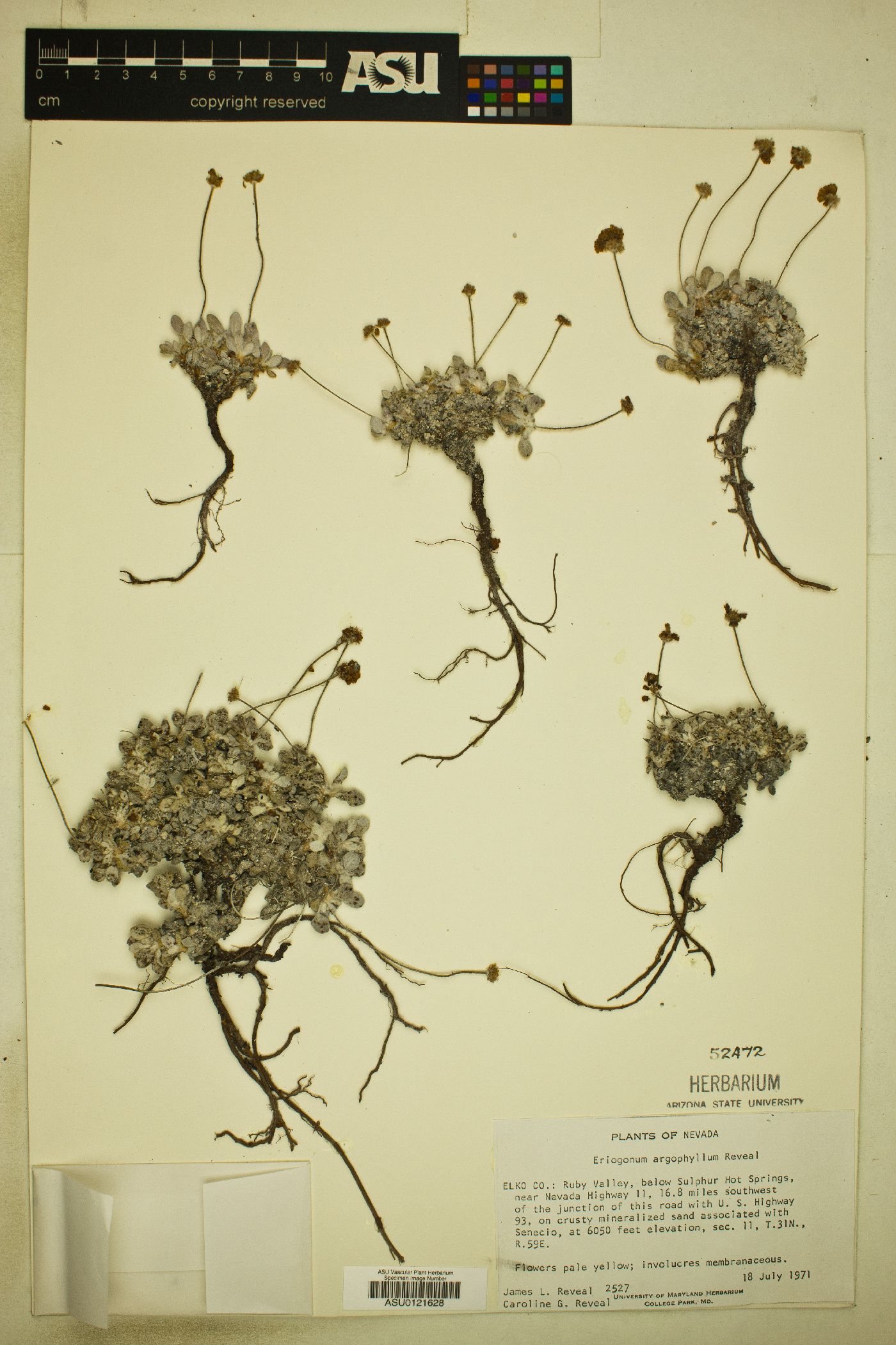 Eriogonum argophyllum image