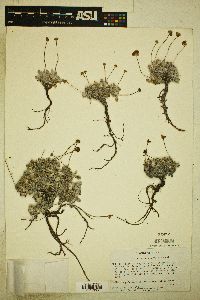 Image of Eriogonum argophyllum