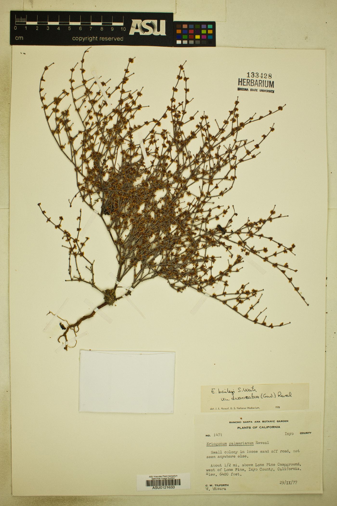 Eriogonum baileyi var. divaricatum image