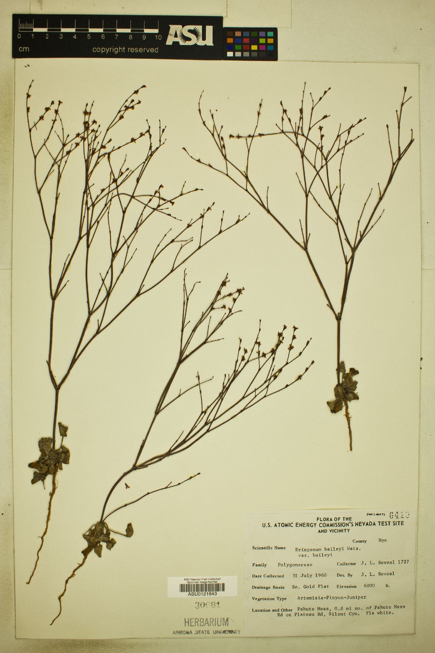 Eriogonum baileyi var. baileyi image