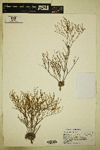 Eriogonum brachyanthum image