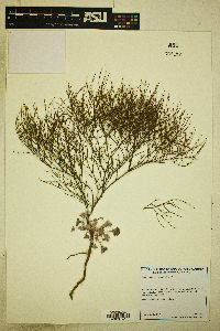 Eriogonum brachyanthum image