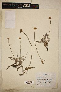 Image of Eriogonum brandegeei