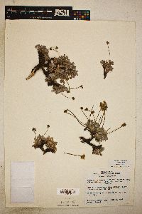 Image of Eriogonum breedlovei