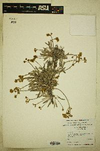 Eriogonum brevicaule image