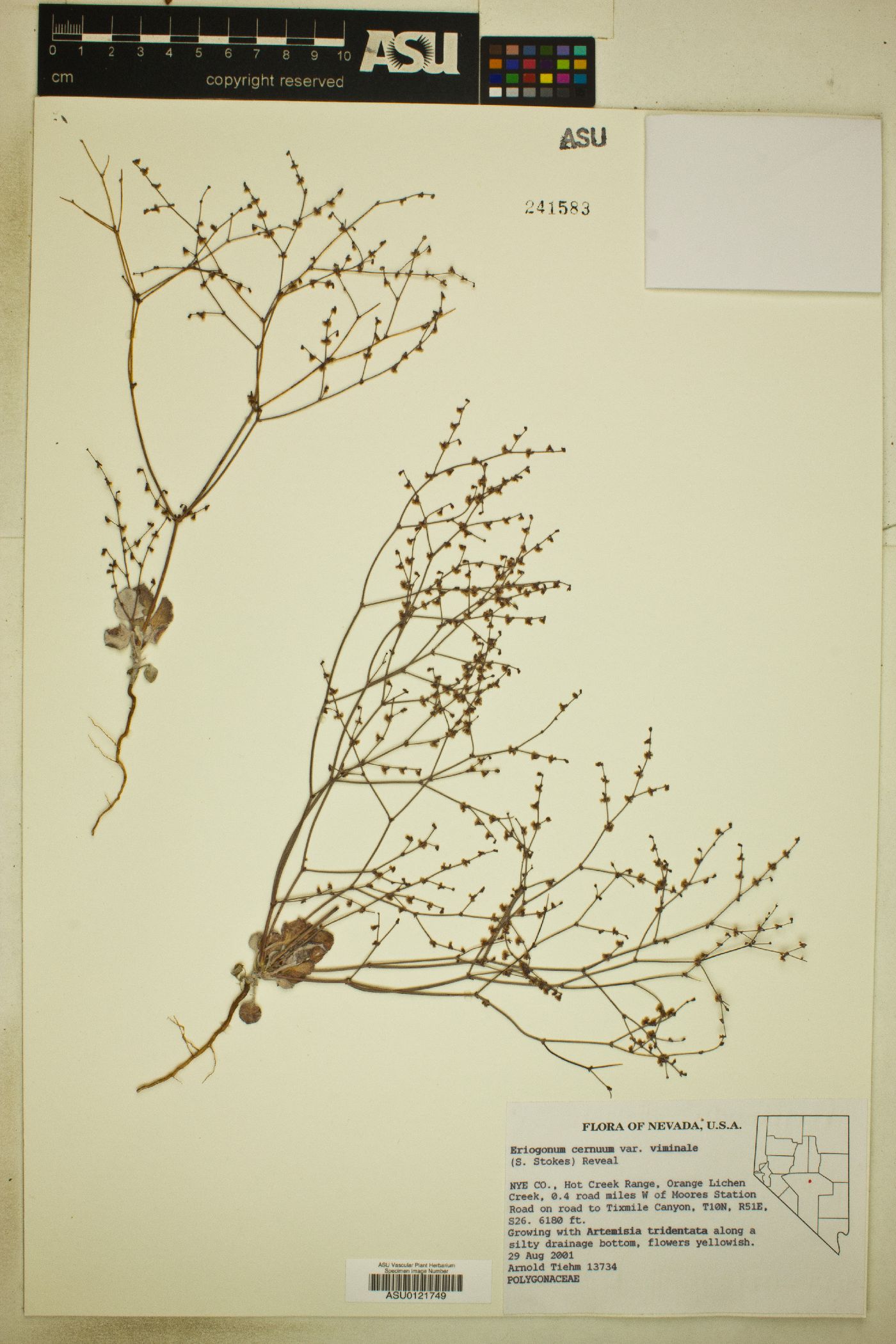 Eriogonum cernuum var. viminale image