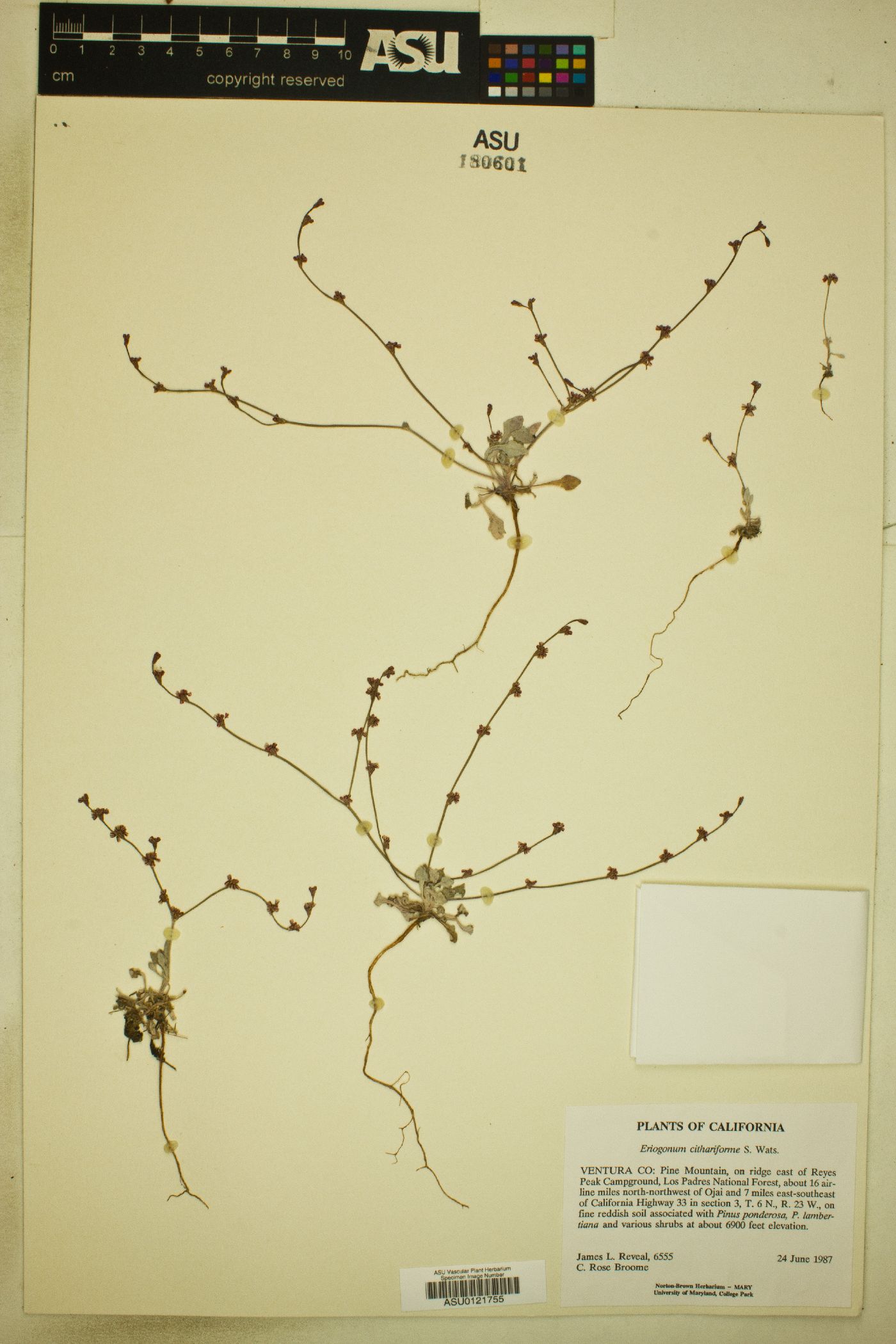 Eriogonum cithariforme image