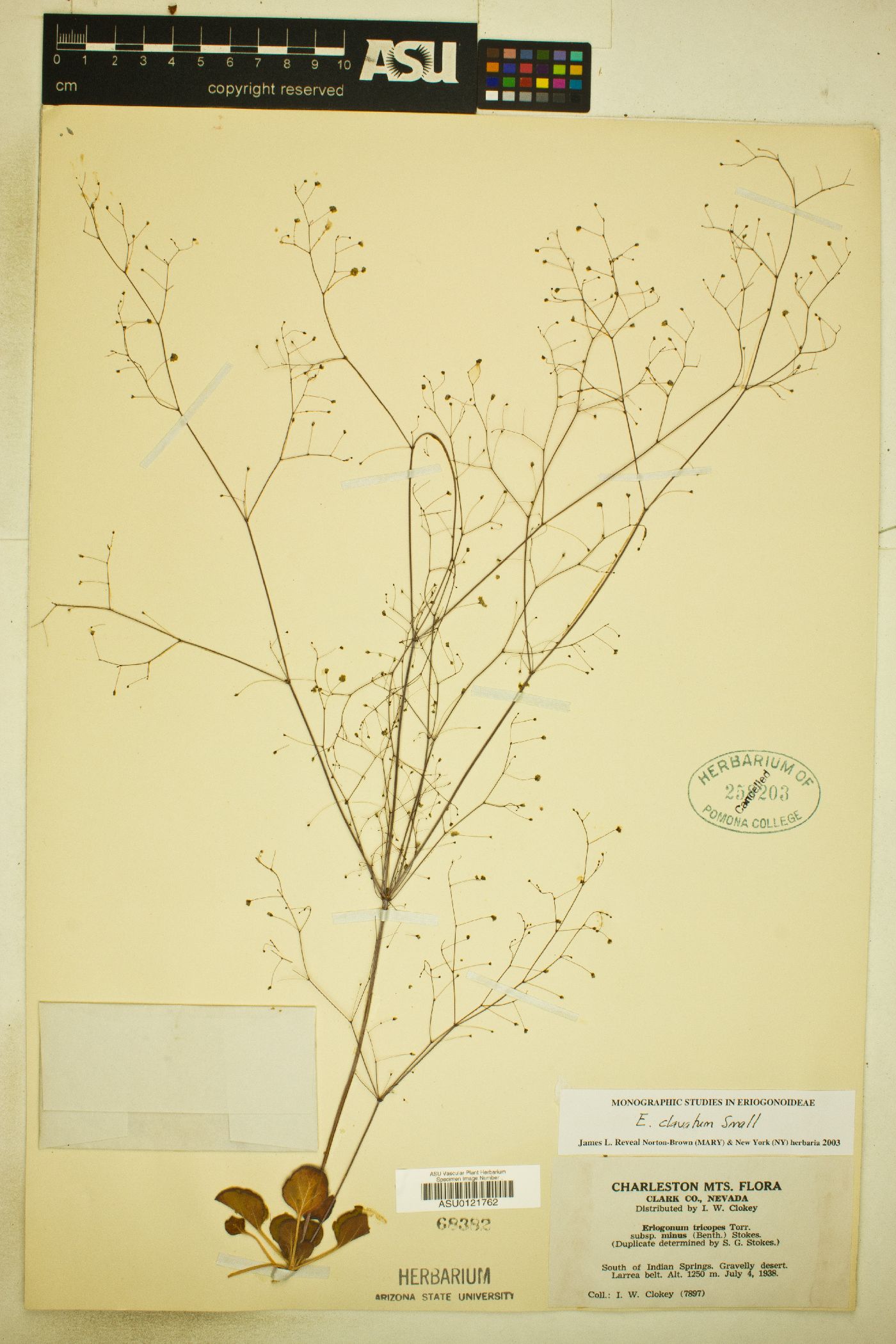 Eriogonum clavatum image