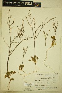 Eriogonum concinnum image