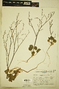 Eriogonum concinnum image