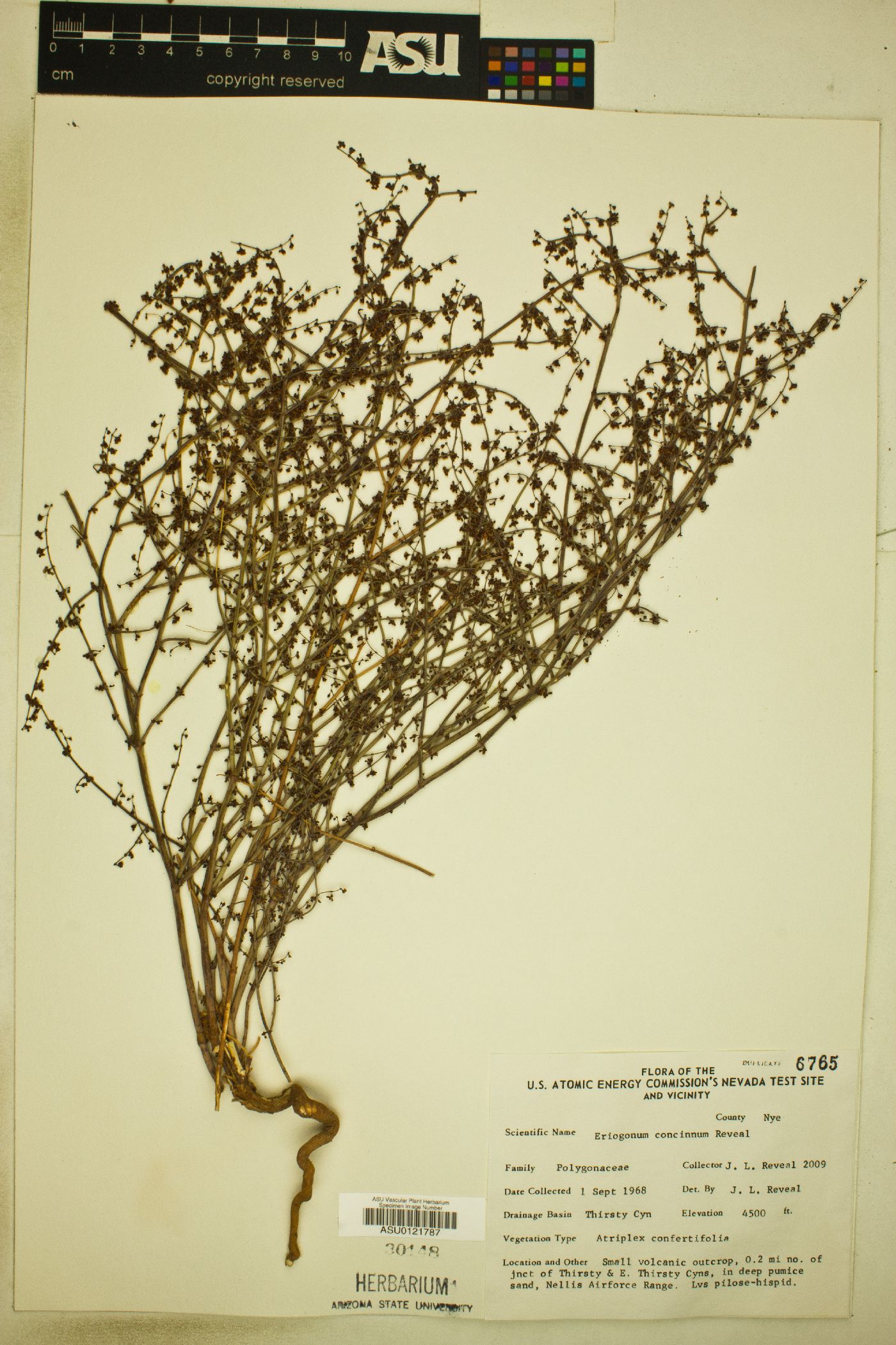 Eriogonum concinnum image