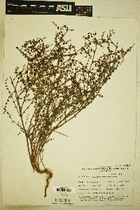 Eriogonum concinnum image