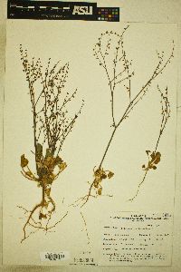 Eriogonum concinnum image