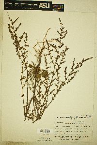 Eriogonum concinnum image