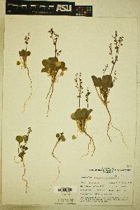 Eriogonum concinnum image