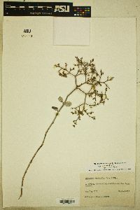 Eriogonum corymbosum image