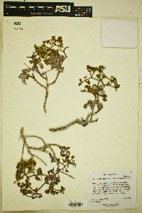 Eriogonum corymbosum image