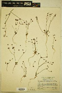 Image of Eriogonum covilleanum