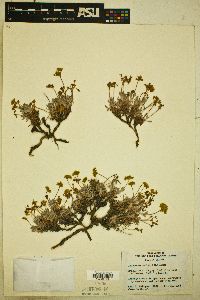 Eriogonum cusickii image