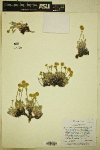 Eriogonum crosbyae image