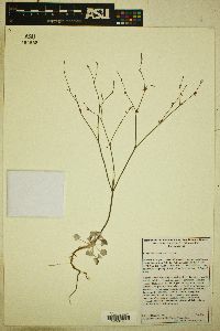 Eriogonum davidsonii image