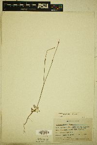 Eriogonum davidsonii image