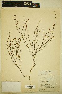 Eriogonum davidsonii image