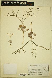 Eriogonum deflexum var. nevadense image