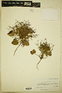 Eriogonum deflexum var. deflexum image