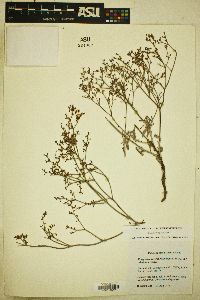 Eriogonum effusum image