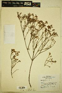 Eriogonum effusum image