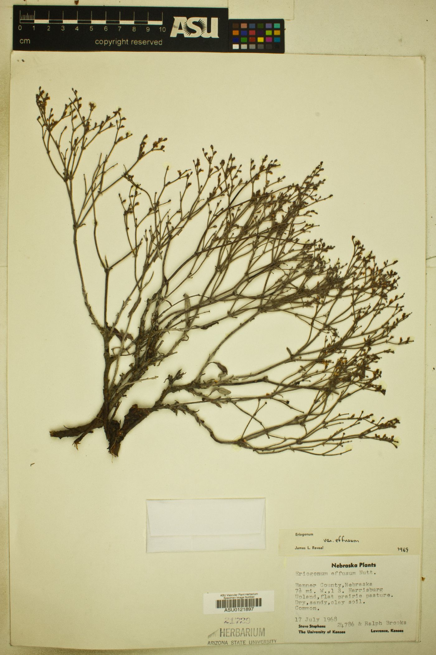 Eriogonum effusum var. effusum image