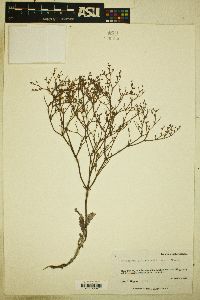 Eriogonum effusum image